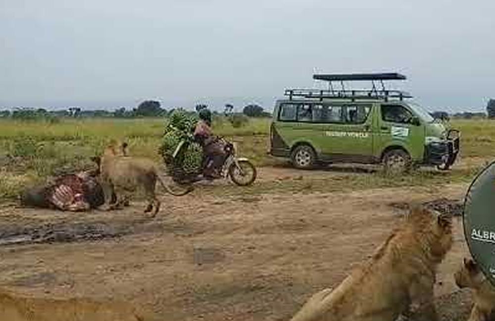 Combined Rwenzori Trek and Big Five Safari